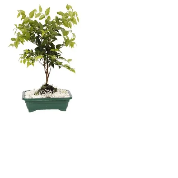 Planta BENASSI Bonsai Fruta 1 unidade