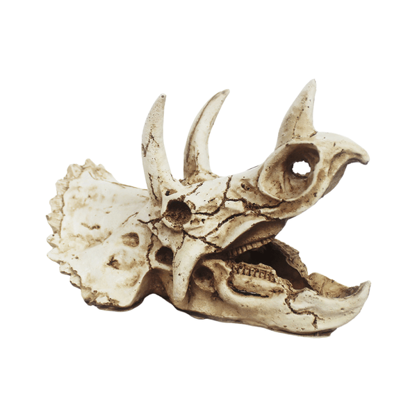 Enfeite Crânio de Triceratops NomoyPet Único