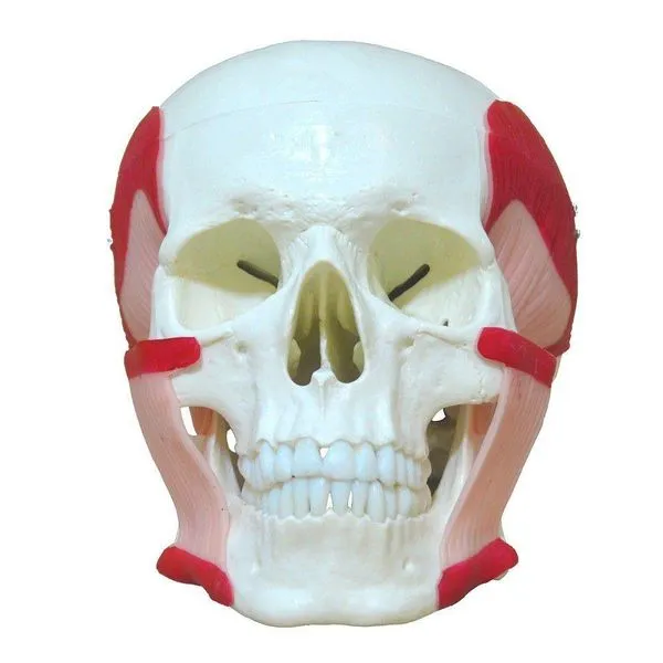 Crânio Humano Músculos da Mastigação Anatomia