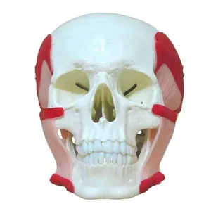 Crânio Humano Músculos da Mastigação Anatomia