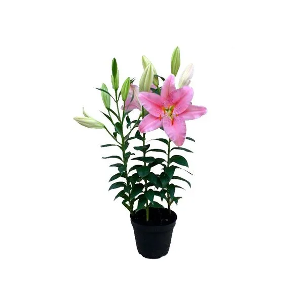 Planta Flor Lírio Decorado BENASSI Rosa 1 unidade