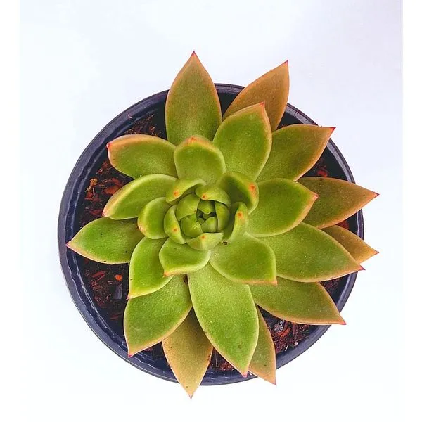 Planta BENASSI Echeveria PT21 1 unidade