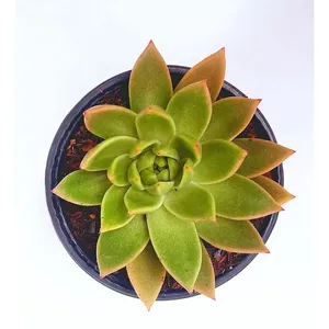 Planta BENASSI Echeveria PT21 1 unidade