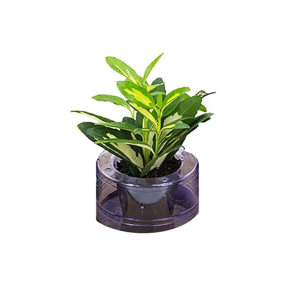 Planta Hidrocultura BENASSI Variada Pt05 1 unidade