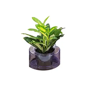 Planta Hidrocultura BENASSI Variada Pt05 1 unidade