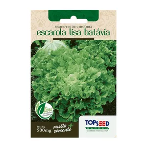 Sementes de Chicória Escarola Lisa Batávia Tradicional Topseed Garden Único