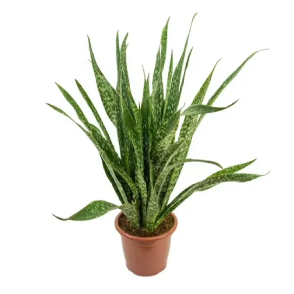 Sansevieria Jiboya Natural Pote 30 Único