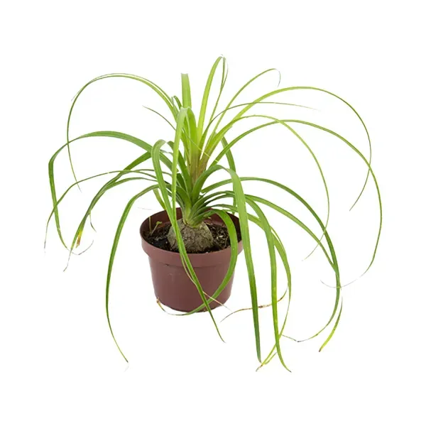 Beaucarnea Planta Natural Pote 11 Único