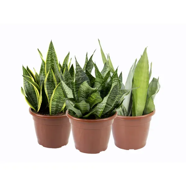 Espada-de-São-Jorge Sansevieira Pote 24 Único