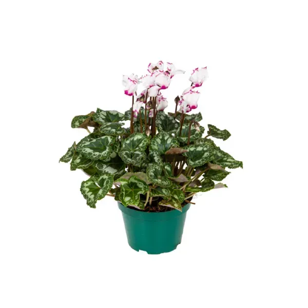 Cyclamen Absolu de Morel Pote 11 Único