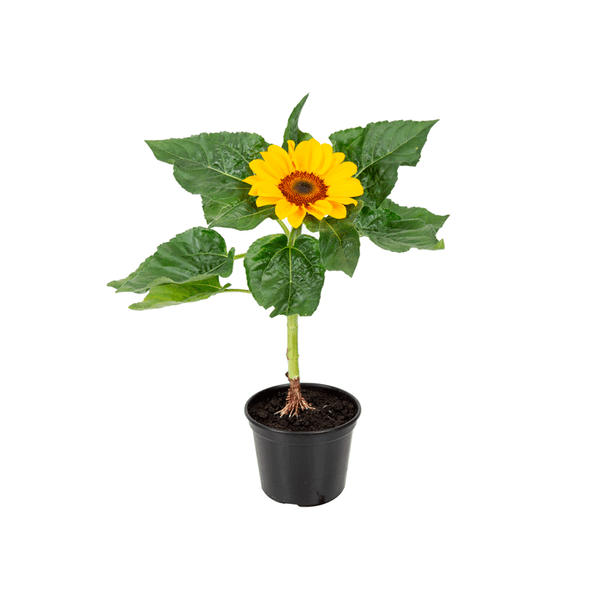 Girassol Planta Natural Pote 14 Único