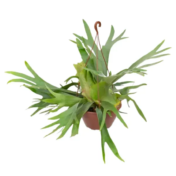 Platycerium Alcicorn - Chifre de Veado - Cuia 21 Único