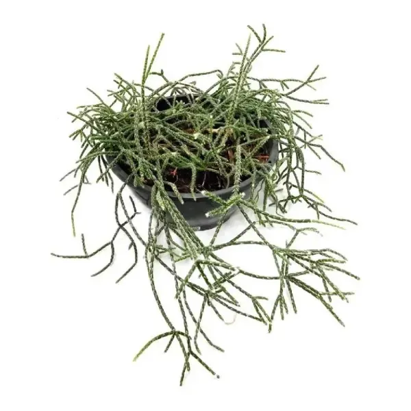 Rhipsalis Plumoso Natural Cuia 21 Único