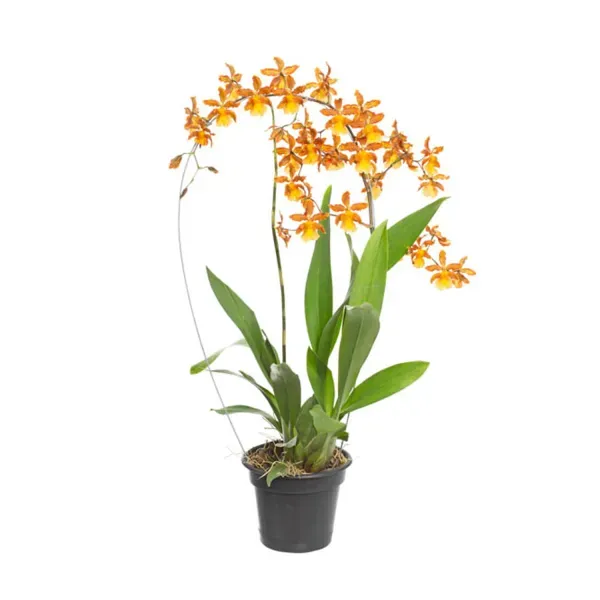 Orquídea Catatante Sun Spots Pote 14 Único