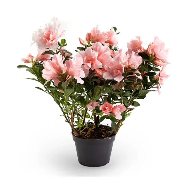 Azaleia Planta Natural Pote 14 Único