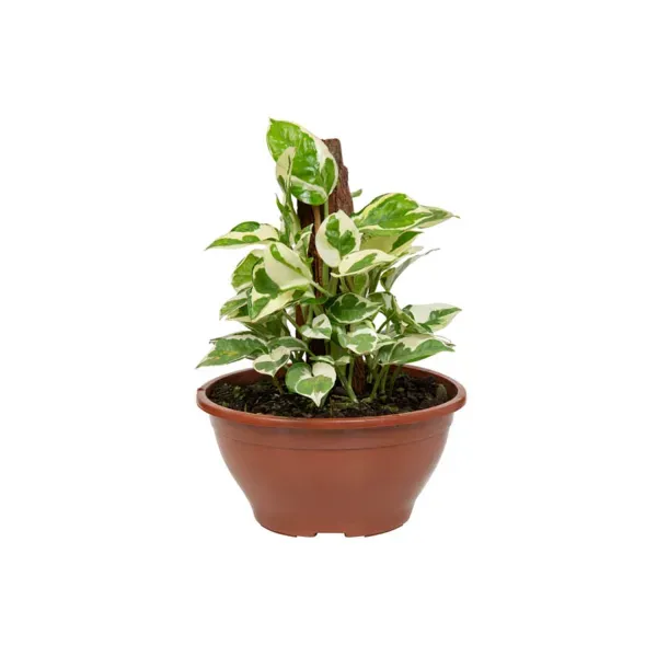 Jiboia Njoy Planta Natural Cuia 21 Único