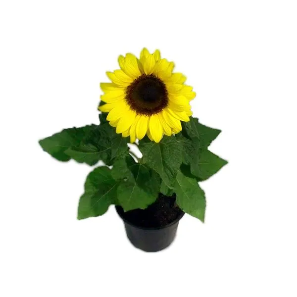 Girassol Mini Flor Natural Pote 11 Único