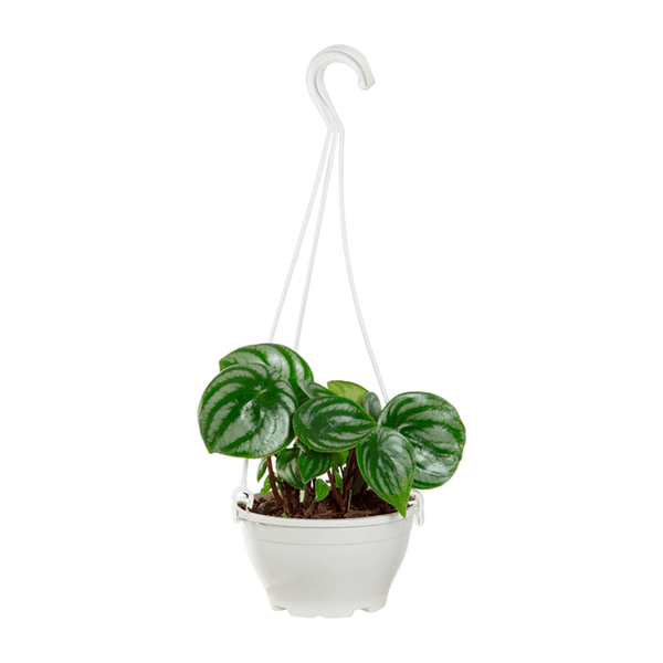 Peperomia Melancia Natural Cuia 13 Único