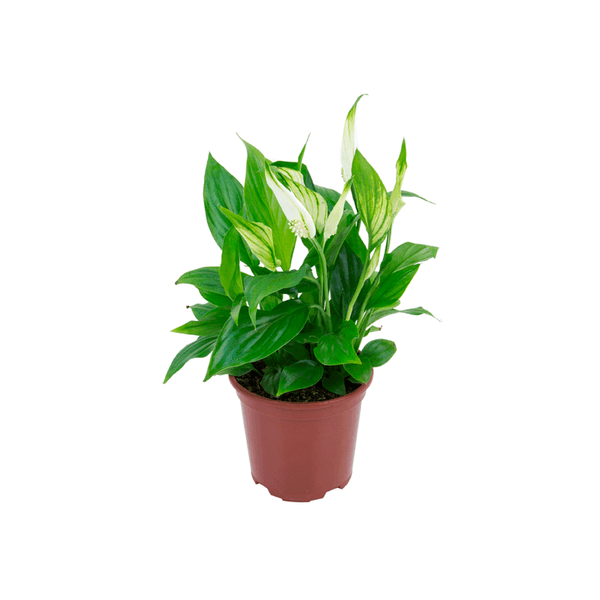 Spathiphyllum - Lírio da Paz Pote 11 Único
