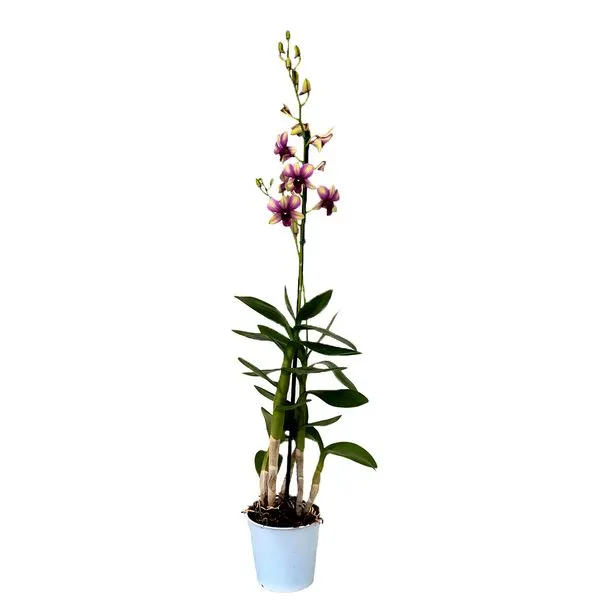 Orquídea Denphalaen Natural Pote 13 Único