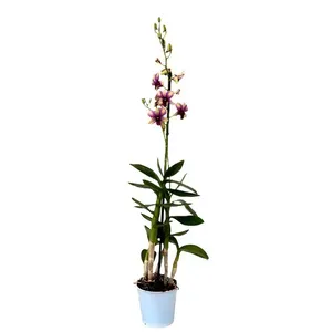 Orquídea Denphalaen Natural Pote 13 Único