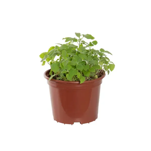 Catnip Erva Do Gato Nepeta Cataria Pote 15 Único