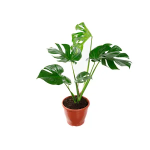 Monstera Deliciosa - Costela de Adão Pote 23 Único