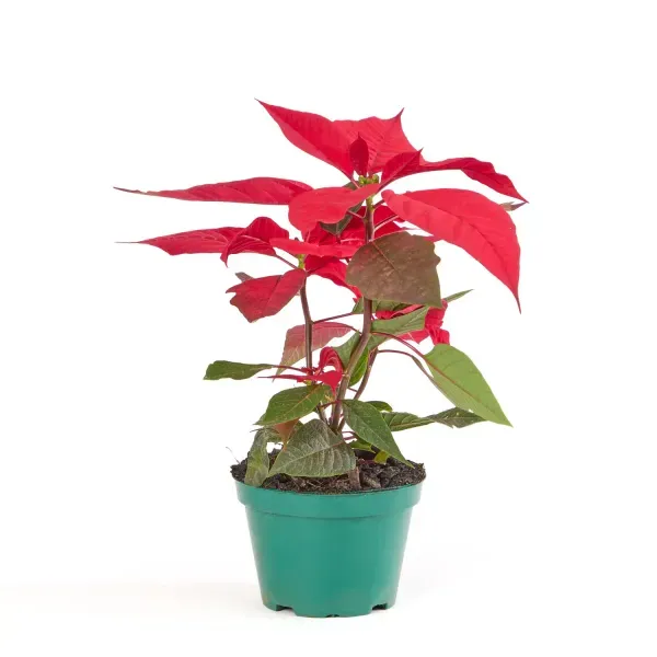 Poinsettia Vermelho - Bico de Papagaio - Pote 11 Único