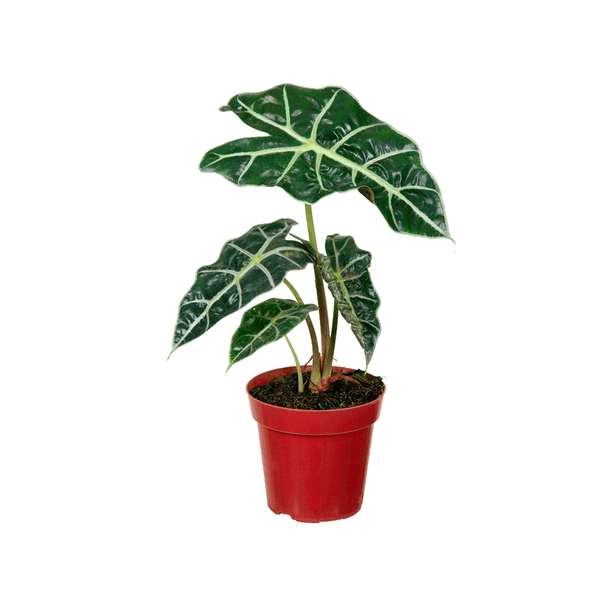 Alocasia Polly - Punhal-malaio Pote 12 Único