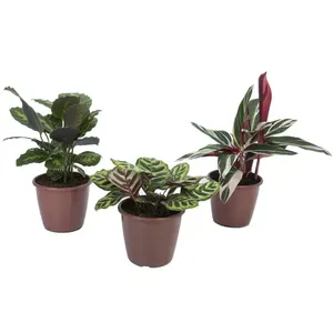 Maranta Variado Planta Natural Pote 17 Único