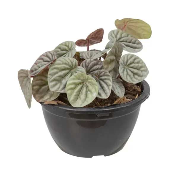 Peperomia Caperata Planta Natural Cuia 13 Único