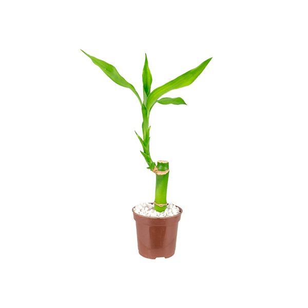 Lucky Bamboo - Bambu da Sorte Pote 06 Único