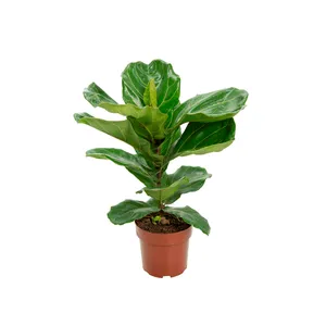 Ficus Lyrata Planta Natural Pote 17 Único