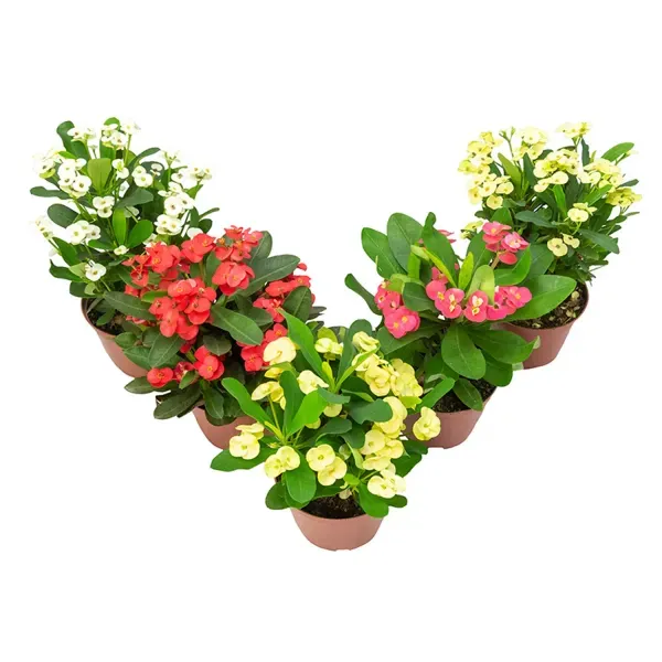 Euphorbia Milii Miliiana Planta Natural Pote 15 Único