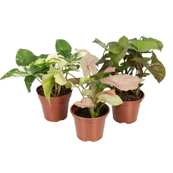 Syngonium Variado Planta Natural Pote 15 Único