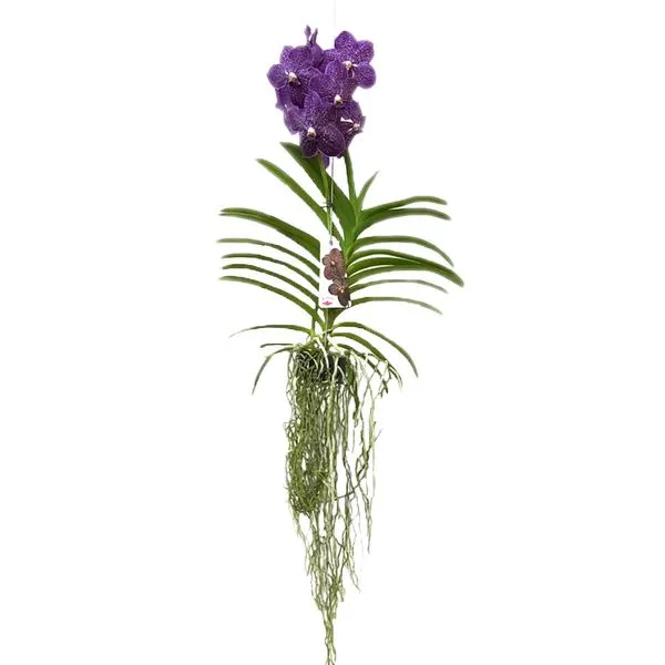 Orquídea Vanda 1 Haste Cesta Vazada Único