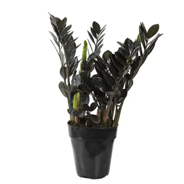 Zamioculcas Black Dowon Planta Natural Pote 15 Único