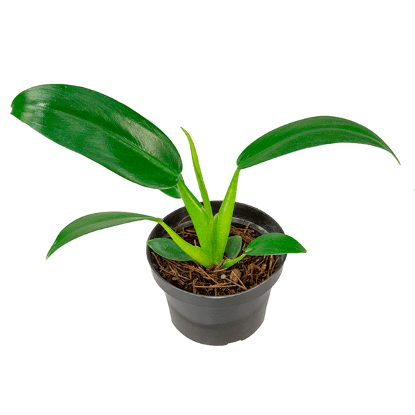 Philodendron Pacová Natural Pote 11 Único