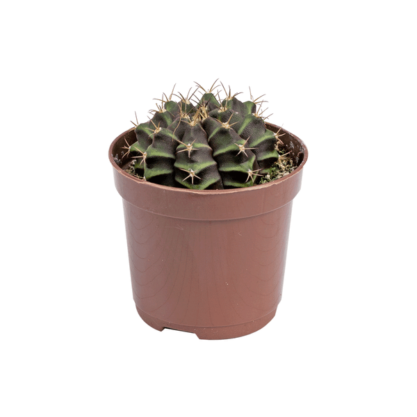 Cacto Gymnocalycium Variado Pote 06 Único