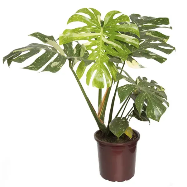 Monstera Thai Constellation Planta Natural Pote 18 Único