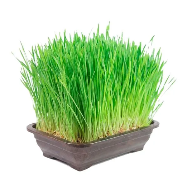 Graminha Vaso Trigo Bandeja Grass Pet Único