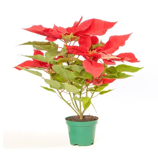 Poinsettia Vermelho - Bico de Papagaio - Pote 14 Único