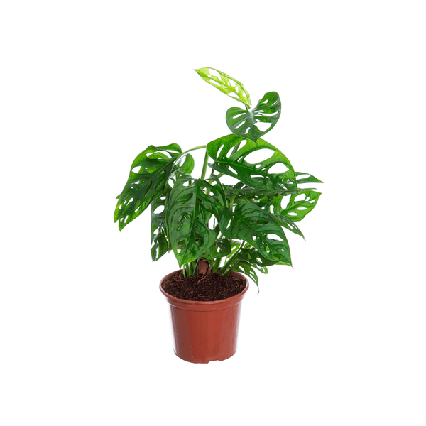 Monstera Adansonii - Costela de Adão Pote 15 Único