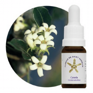 Amplie Sua Visão: Floral Canela 10mL Transformador