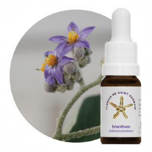 Erianthum Floral: Renovação Emocional Eficaz 10mL