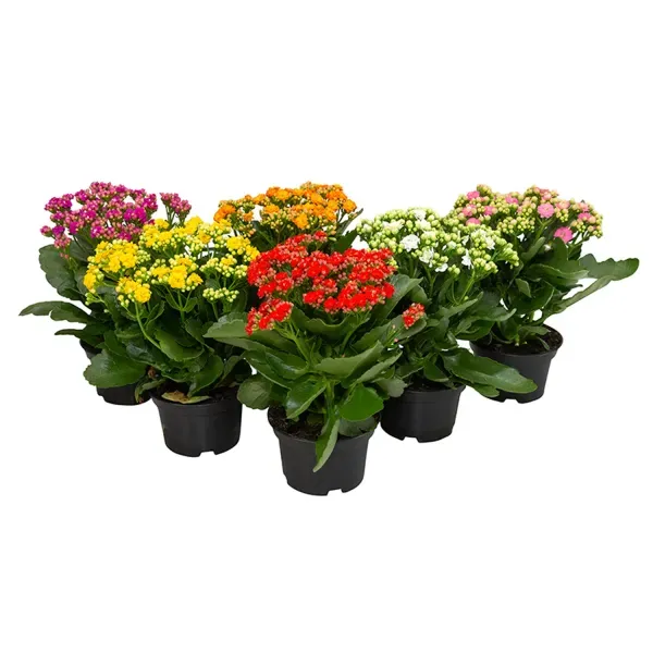 Kalanchoe Dobrado Planta Natural Pote 15 Único