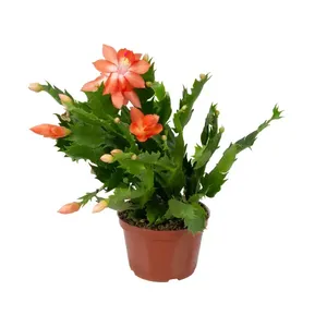 Flor de Maio - Schlumbergera Truncata Pote 11 Único