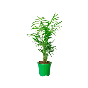 Palmeira Chamaedorea Elegans PT11 Único