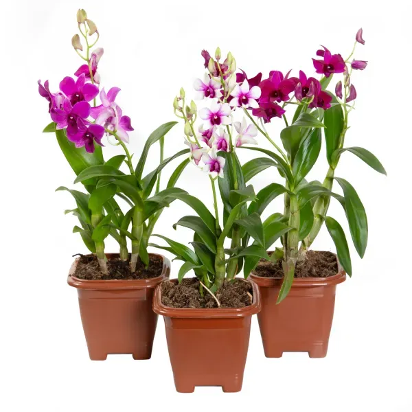 Orquídea Denphalaen Mini Pote 12 Quadrado Único