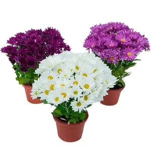 Flor Mini Crisantemo Pote 11